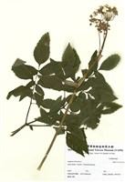 藏品(林當歸)的圖片